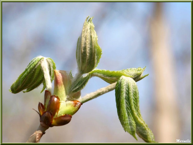 C'est le printemps, les bourgeons du Marronnier d’Inde ou Marronnier Commun libèrent leurs feuilles, flore Bassin d'Arcachon (33)  