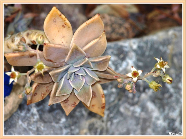 Echeveria Perle von Nurnberg