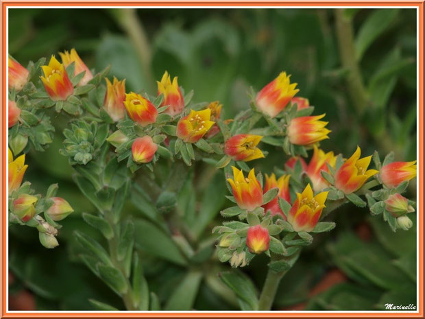 Echeveria Bombycina