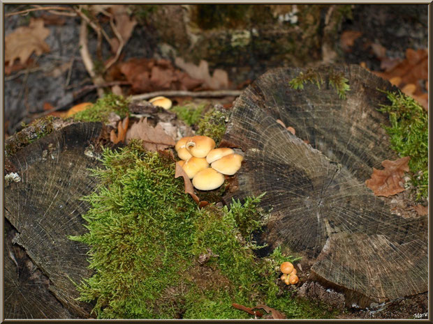 Hypholomes en Touffe sur souche moussue en forêt sur le Bassin d'Arcachon