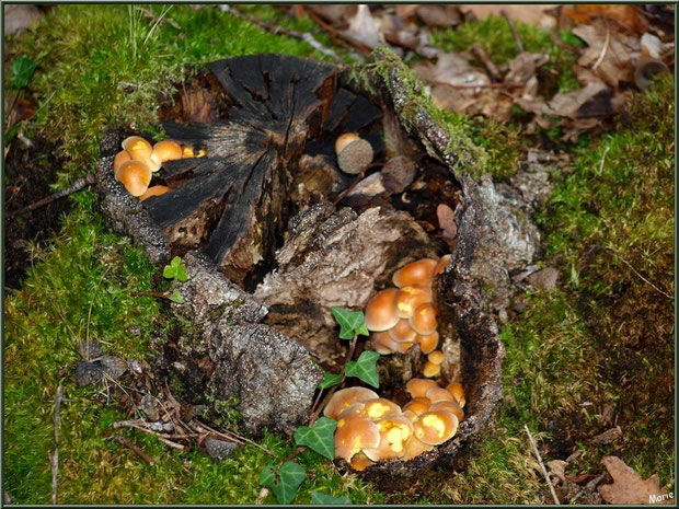 Hypholomes en Touffe au creux d'une souche en forêt sur le Bassin d'Arcachon