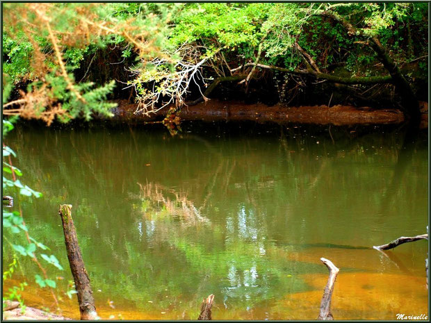 Bois et reflets, en début d'automne, en bordure de La Leyre, Sentier du Littoral au lieu-dit Lamothe, Le Teich, Bassin d'Arcachon (33) 