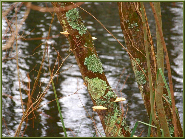 Amadouviers des Pins ou Polypores Marginés, pins et reflets sur le Canal des Landes au Parc de la Chêneraie à Gujan-Mestras (Bassin d'Arcachon)