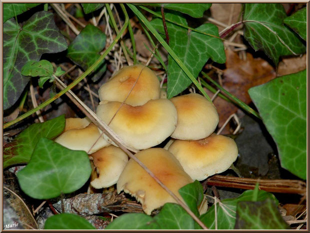 Hypholomes en Touffe cachés sous du lierre en forêt sur le Bassin d'Arcachon