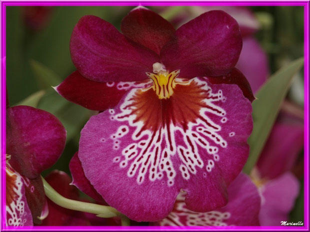 Orchidée