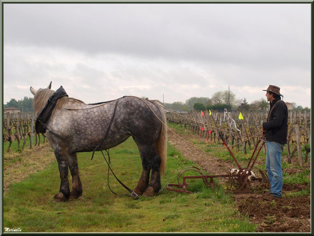 Un instant de repos pour "Cheval des Vignes", dans un vignoble à St Sulpice de Faleyrens (33) en avril 2012 