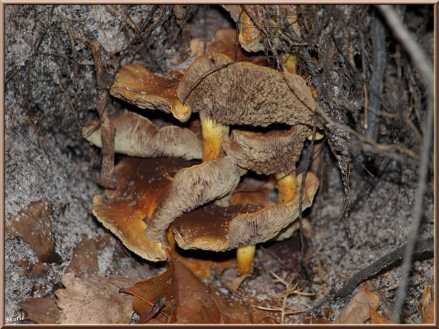 Champignons arboricoles, en bouquet sur des racines de pin, en forêt sur le Bassin d'Arcachon