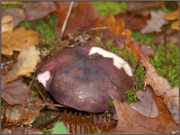 Russule en forêt sur le Bassin d'Arcachon
