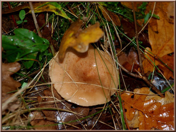 Lactaire Sanguin en forêt sur le Bassin d'Arcachon