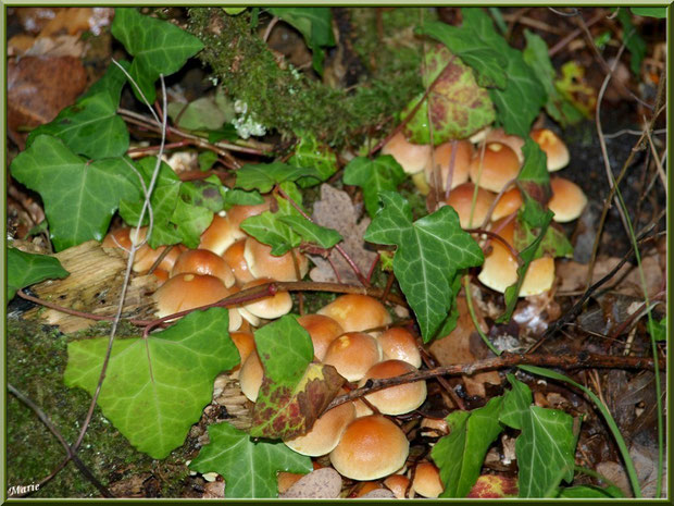 Hypholomes en Touffe cachés sous du lierre en forêt sur le Bassin d'Arcachon