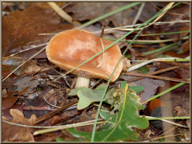 Jeune Lactaire à Lait Abondant en forêt sur le Bassin d'Arcachon