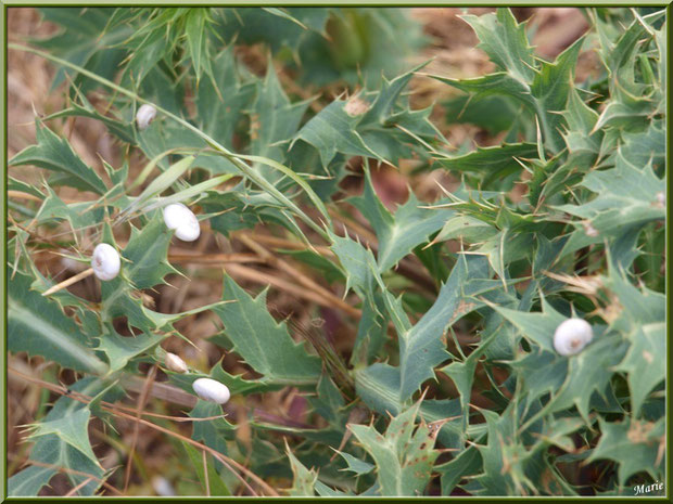 Escargots sur feuillage de chardon au massif de La Caume dans les Alpilles, Bouches du Rhône