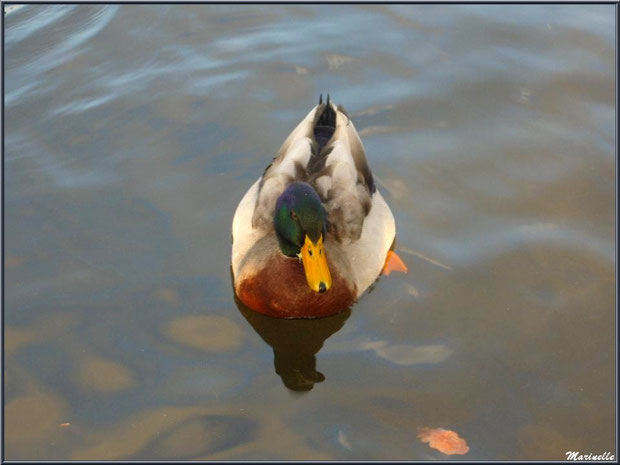 Canard Colvert dans le bassin à l'entrée du Parc de la Chêneraie à Gujan-Mestras (Bassin d'Arcachon)