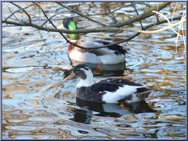 Canards dans le bassin à l'entrée du Parc de la Chêneraie à Gujan-Mestras (Bassin d'Arcachon)