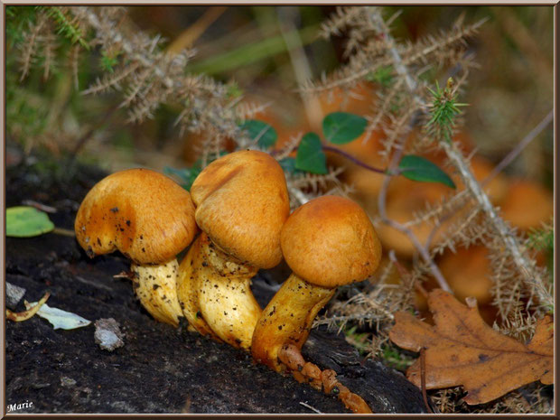 Jeunes Gymnopiles Remarquables ou Pholiotes Remarquables en forêt sur le Bassin d'Arcachon