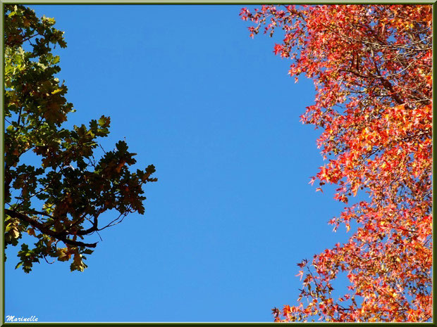 Chêne et Liquidambar (ou Copalme d'Amérique) en période automnale, forêt sur le Bassin d'Arcachon (33)