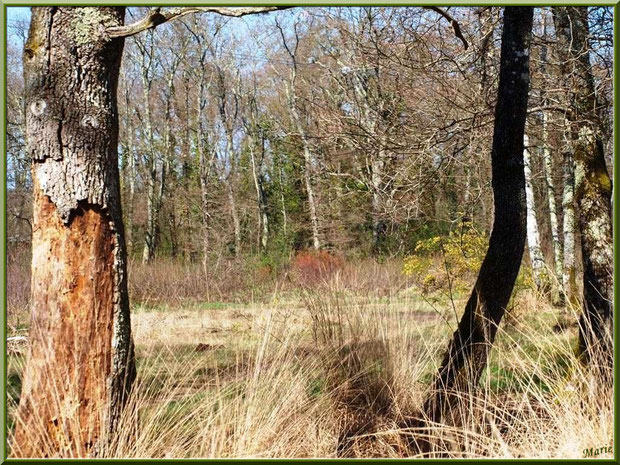 La forêt servant d'écrin à la Fontaine Saint Jean à Lamothe, Commune du Teich, Bassin d'Arcachon