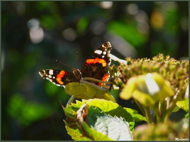 Papillon Vulcain sur Hortensia