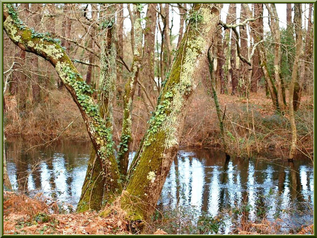 Chênes habillés de lierre et de mousse avec reflets sur le Canal des Landes au Parc de la Chêneraie à Gujan-Mestras (Bassin d'Arcachon)