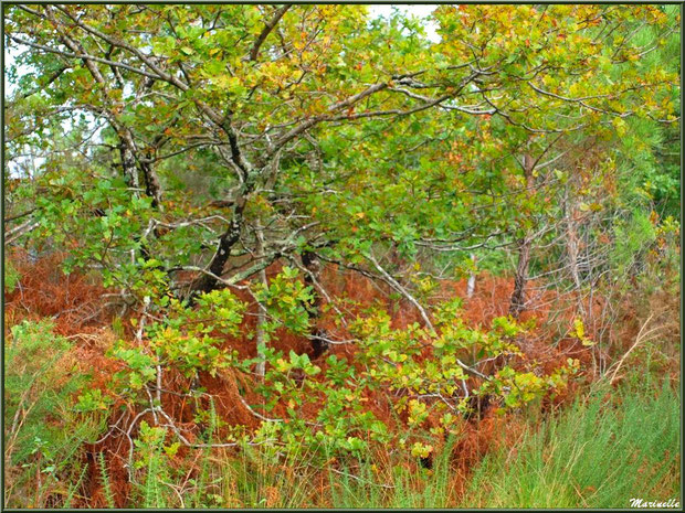 Méli mélo forestier : herbacées, ajoncs, fougères et chênes aux couleurs automnales, forêt sur le Bassin d'Arcachon (33)