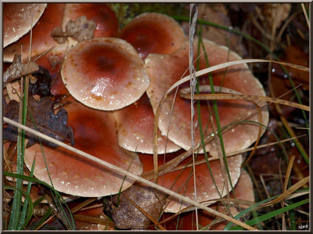 Hypholomes Couleur de Brique en forêt sur le Bassin d'Arcachon