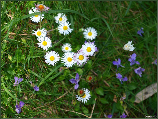 Pâquerettes et Violettes à la Pisciculture des Sources à Laruns, Vallée d'Ossau (64) 