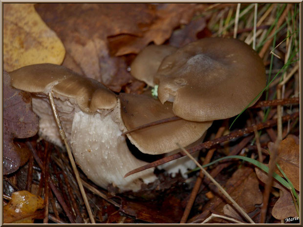 Champignons en couple en forêt sur le Bassin d'Arcachon