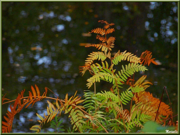 Fougère Royale ou Osmonde Royale ou Fougère Fleurie et ses magnifiques couleurs automnales, flore Bassin d'Arcachon (33)