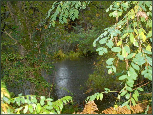 Végétation automnale en bordure du Canal des Landes au Parc de la Chêneraie à Gujan-Mestras (Bassin d'Arcachon)