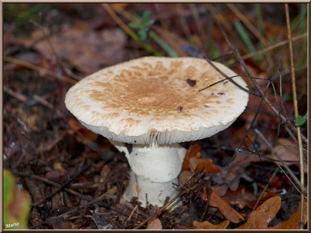 Amanite Citrine en forêt sur le Bassin d'Arcachon