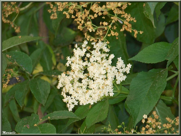 Sureau en fleurs dans le jardin de l'abbaye de Silvacane, Vallée de la Basse Durance (13) 