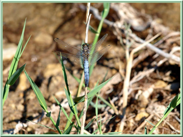 Libellule bleue sur une brindille en bordure du lac de Peiroou à Saint Rémy de Provence, Alpilles (13)