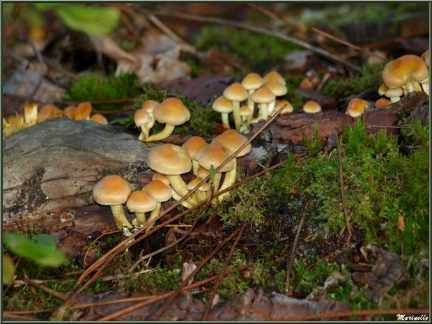 Hypholomes en Touffe en colonie en forêt sur le Bassin d'Arcachon