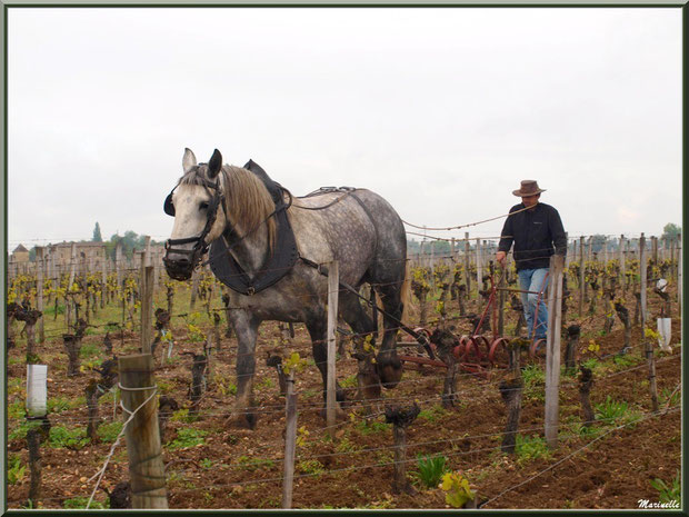 "Cheval des Vignes"au labour dans un vignoble à St Sulpice de Faleyrens (33) en avril 2012 