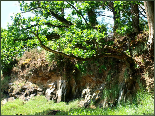 Le sentier de la Vallée du Bas à son extrémité en bordure de la rivière Le Jaudy - Les Jardins du Kerdalo à Trédarzec, Côtes d'Armor (22)