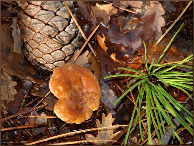 Lactaire Sanguin entre pigne, aiguilles de pin et feuilles de chêne en forêt sur le Bassin d'Arcachon