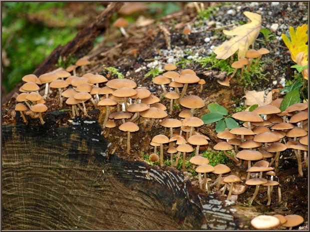 Collybies en colonie sur un tronc coupé en forêt sur le Bassin d'Arcachon