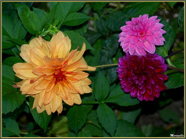 Trio de Dahlias au jardin