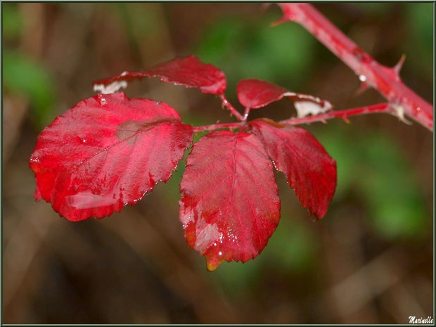 Feuilles de roncier après ondée au Parc de la Chêneraie à Gujan-Mestras (Bassin d'Arcachon)