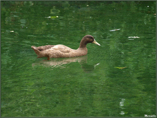 Canard au fil de l'eau du lac à la Pisciculture des Sources à Laruns, Vallée d'Ossau (64)