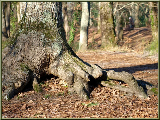 Très vieux chêne au bord d'un des sentiers au Parc de la Chêneraie à Gujan-Mestras (Bassin d'Arcachon)