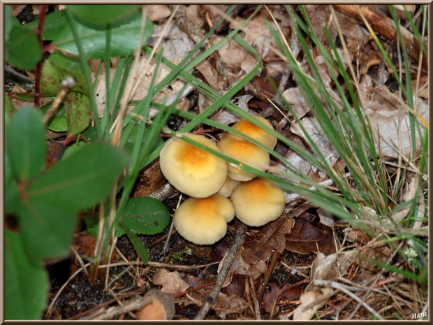 Hypholomes en Touffe entre herbes et branchettes d'arbousier en forêt sur le Bassin d'Arcachon