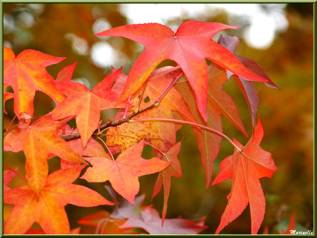 Feuilles de Liquidambar (ou Copalme d'Amérique) aux couleurs automnales, forêt sur le Bassin d'Arcachon (33) 