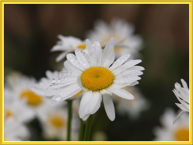 marguerites après l'ondée