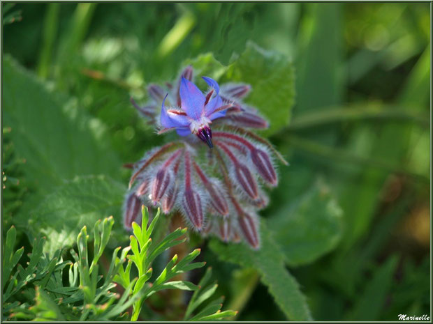 Bourrache au jardin