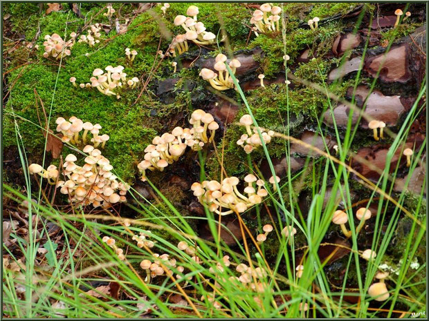Hypholomes en Touffe en colonie en forêt sur le Bassin d'Arcachon