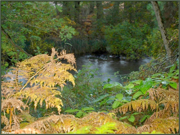 Végétation automnale en bordure du Canal des Landes au Parc de la Chêneraie à Gujan-Mestras (Bassin d'Arcachon)