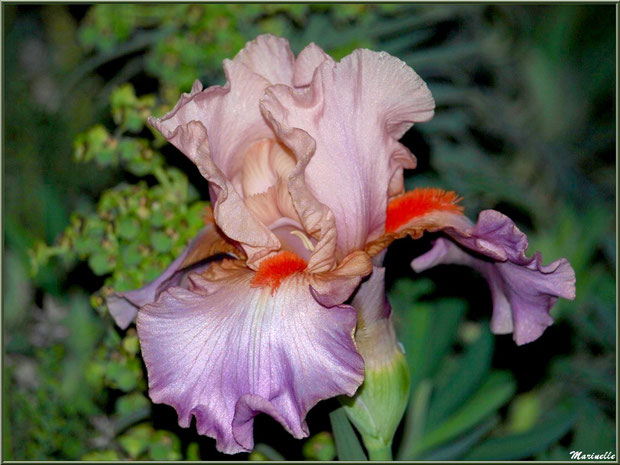 Iris mauve marron à pistil orange sur fond d'Euphorbes, au jardin