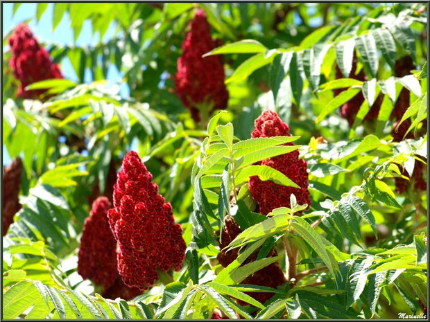 Sumac de Virginie ou Vinaigrier ou Rhus typhina à Talmont-sur-Gironde, Charente-Maritime