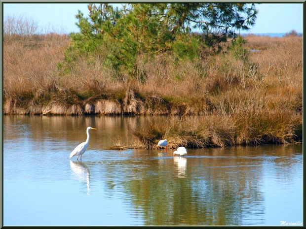 Aigrettes dans les anciens réservoirs à poissons, Sentier du Littoral secteur Moulin Cantarrane (Le Teich), Bassin d'Arcachon (33)